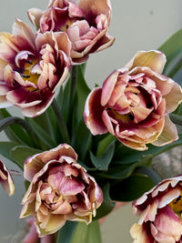 Tulipanløk Miks 15 stk - 'Perfection'