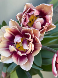 Tulipanløk Miks 15 stk - 'Perfection'