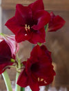 Amaryllis løk 'Mandela'