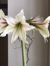 Amaryllis løk 'Magic Green'