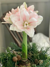 Amaryllis løk 'Aphrodite Double'
