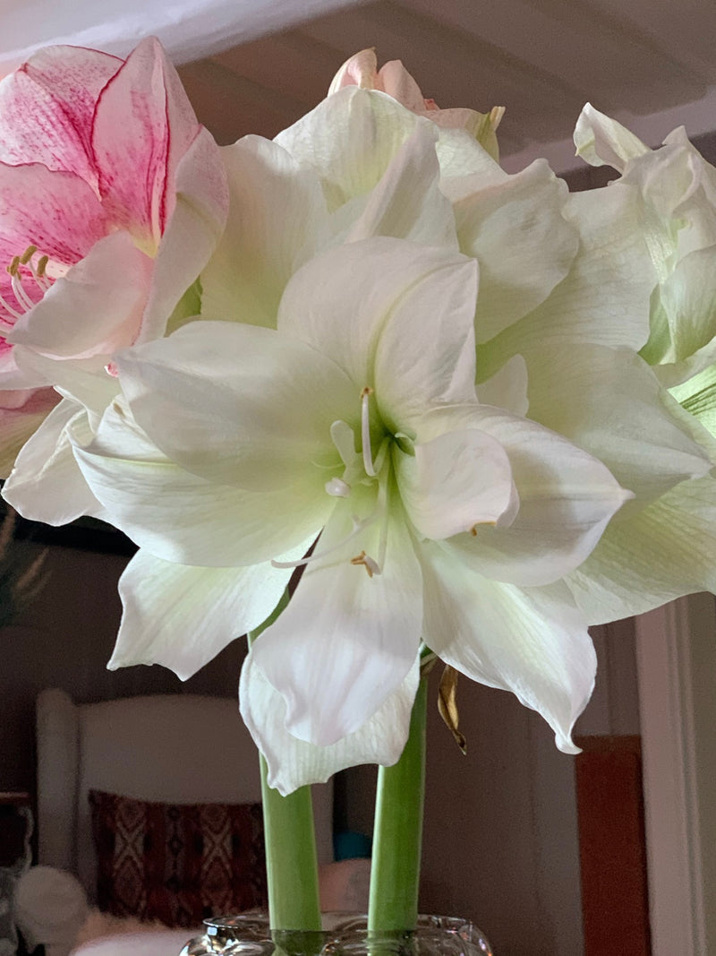 Amaryllis løk 'Double Marilyn'