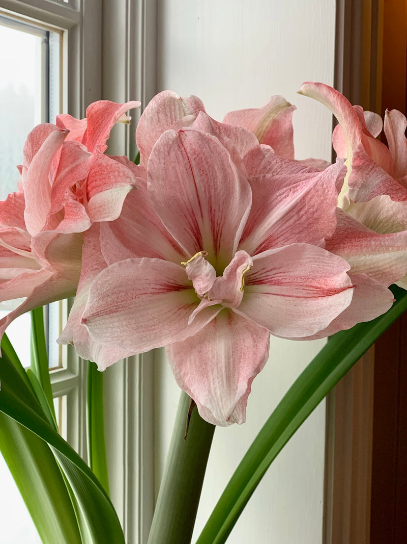 Amaryllis løk 'Aphrodite Double'