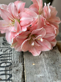 Amaryllis løk 'Aphrodite Double'
