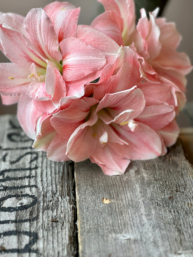 Amaryllis løk 'Aphrodite Double'