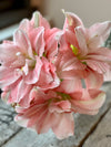 Amaryllis løk 'Aphrodite Double'