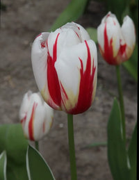 Tulipanløk Miks 15 stk - 'Carneval'