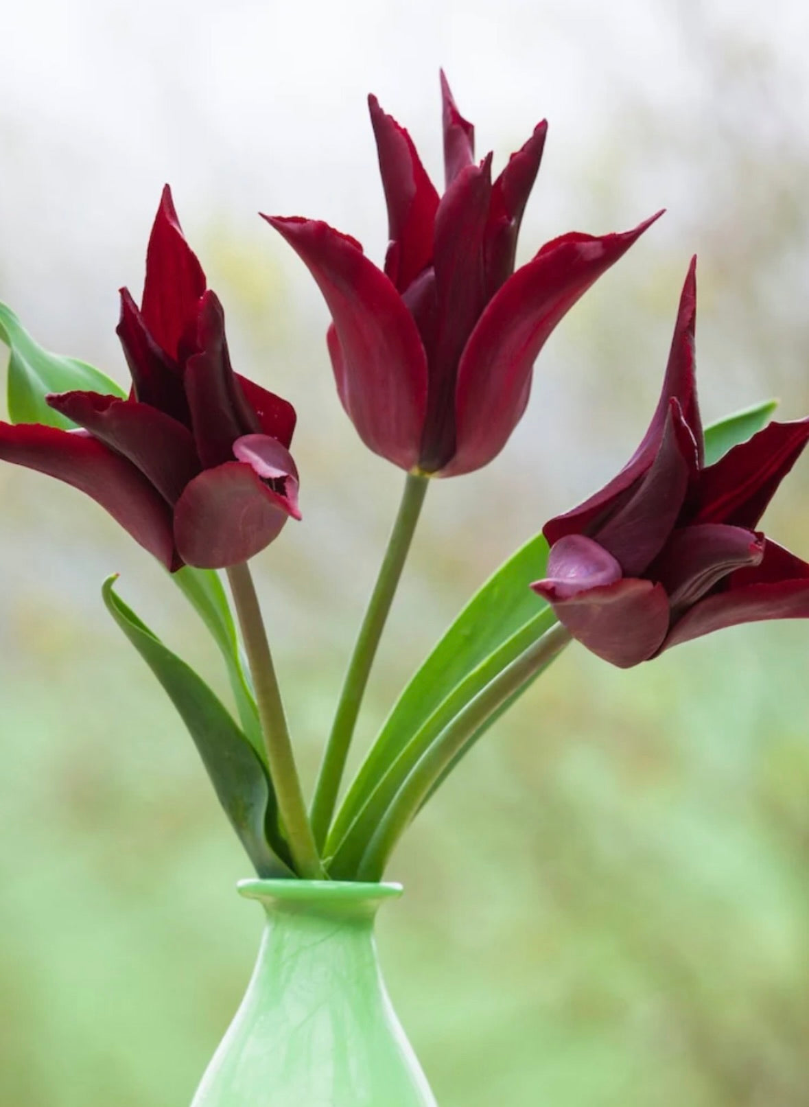 Tulipanløk Miks 15 stk - 'Perfection'
