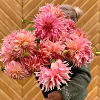 Dahlia/Georgine Penhill Watermelon