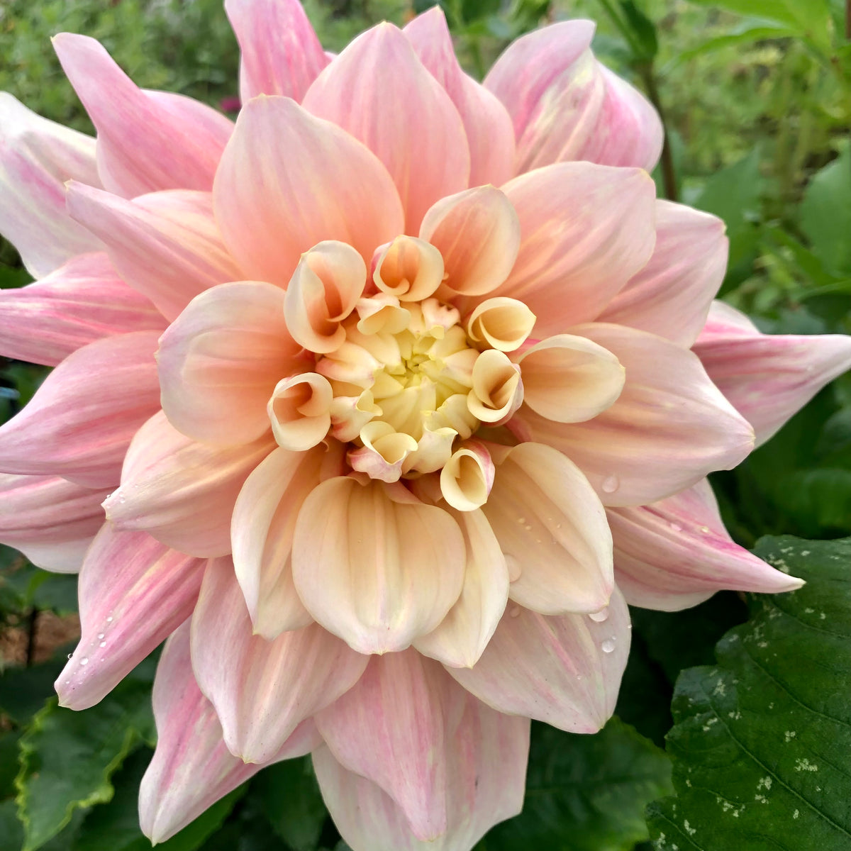 Dahlia Break Out i full blomst i tunnelen hos Marka Blomster