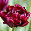 Tulipanløk Miks 15 stk - 'Carnival'