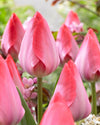 Tulipanløk Miks 15 stk - 'First Sign'