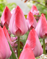 Tulipanløk Miks 15 stk - 'First Sign'
