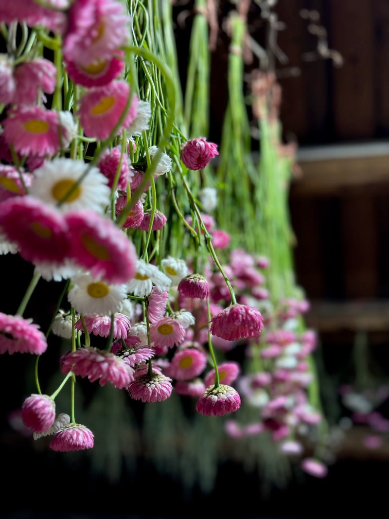 Såkurs 3. april - Dyrk blomster til tørking!