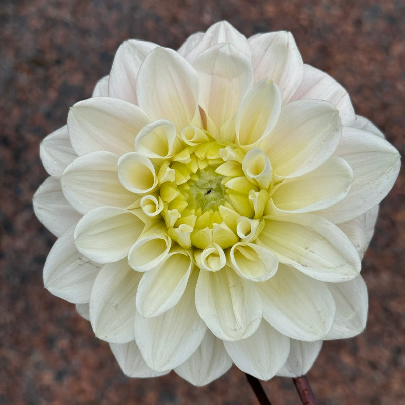 Dahlia 'Sweet Nathalie'