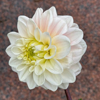 Dahlia 'Sweet Nathalie'