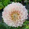 Dahlia 'Sweet Nathalie'