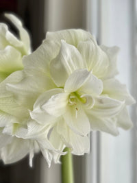 Amaryllis løk 'Double Marilyn'