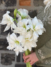 Amaryllis løk 'Double Marilyn'