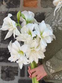 Amaryllis løk 'Double Marilyn'