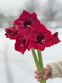 Amaryllis løk 'Mandela'
