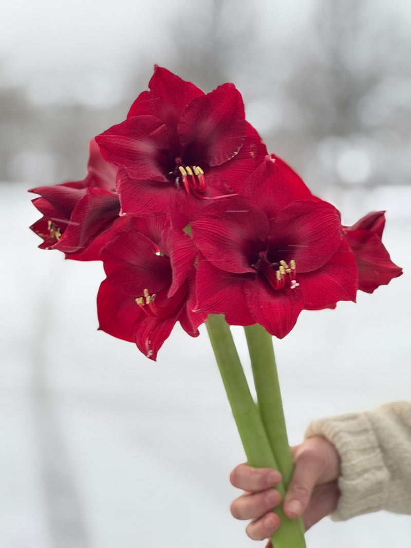 Amaryllis løk 'Mandela'