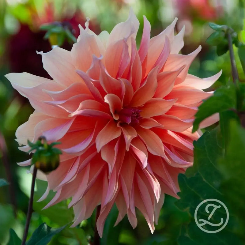 Dahlia 'Labyrinth'