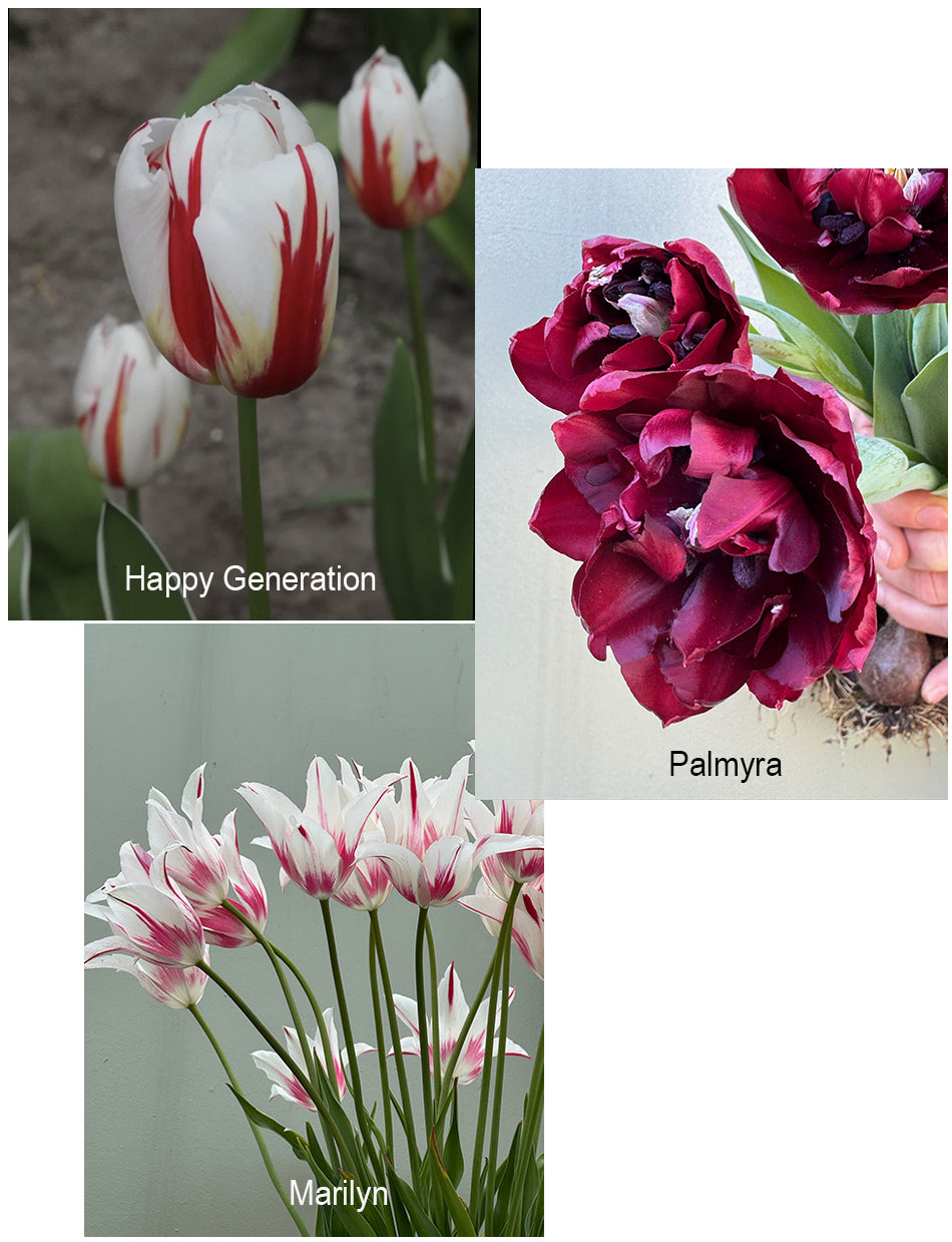 Tulipanløk Miks 15 stk - 'Carneval'