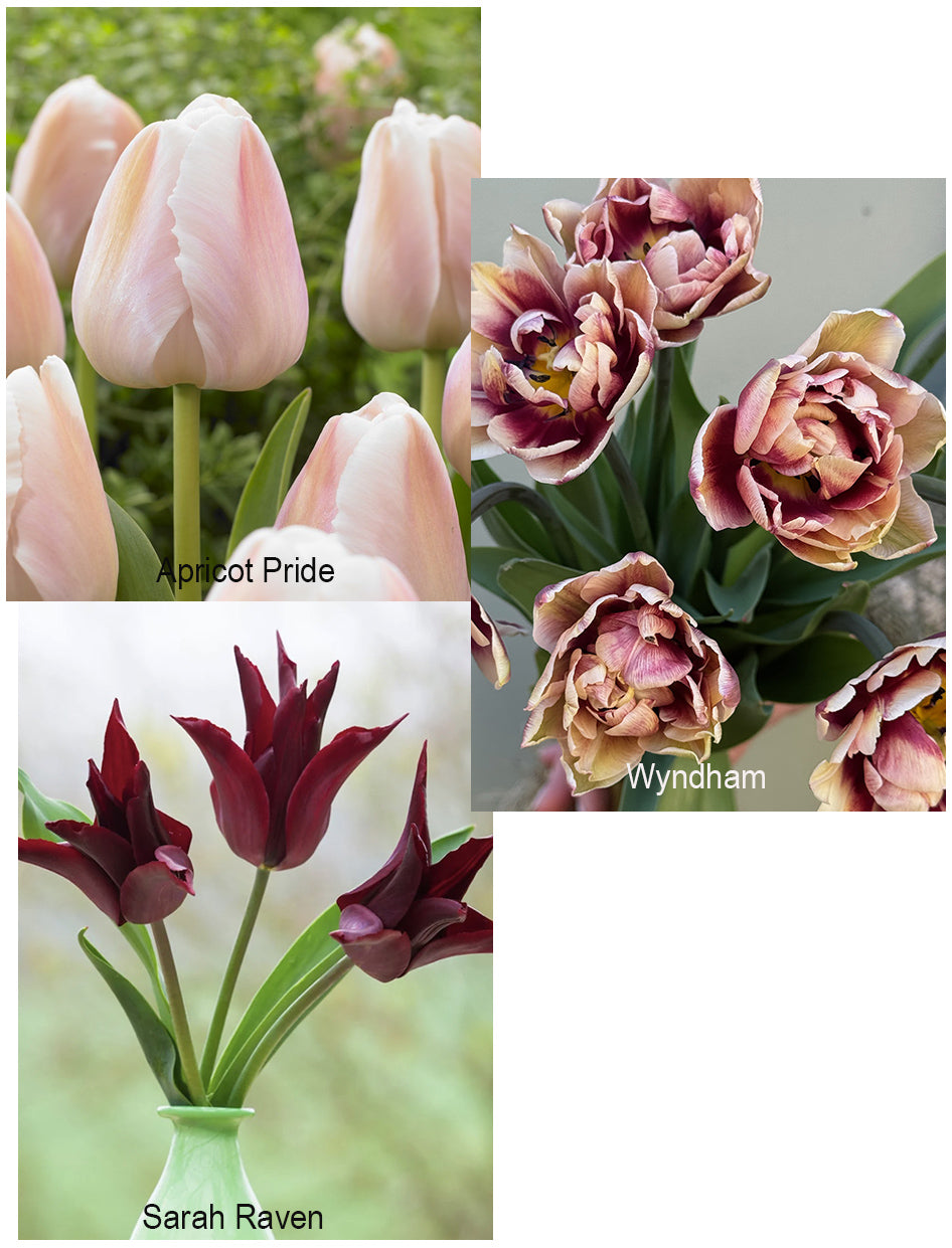 Tulipanløk Miks 15 stk - 'Perfection'