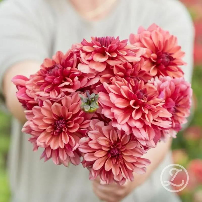 Dahlia 'Negroni Sunset'