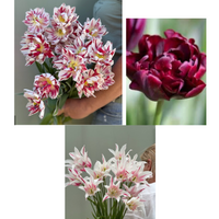 Tulipanløk Miks 15 stk - 'Carnival'