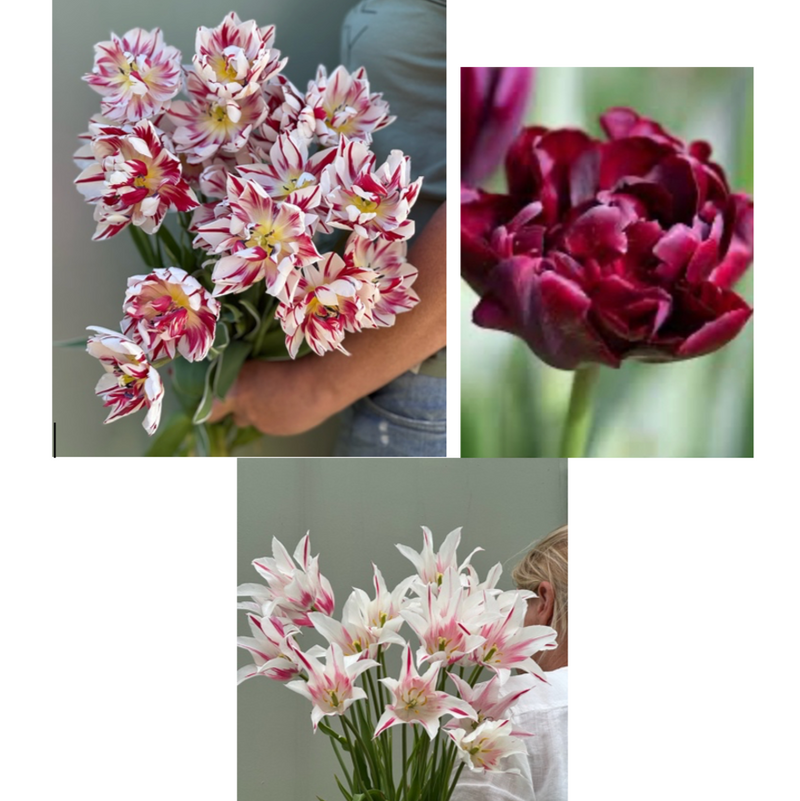 Tulipanløk Miks 15 stk - 'Carnival'