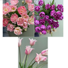 Tulipanløk Miks 15 stk - 'Petal Power'