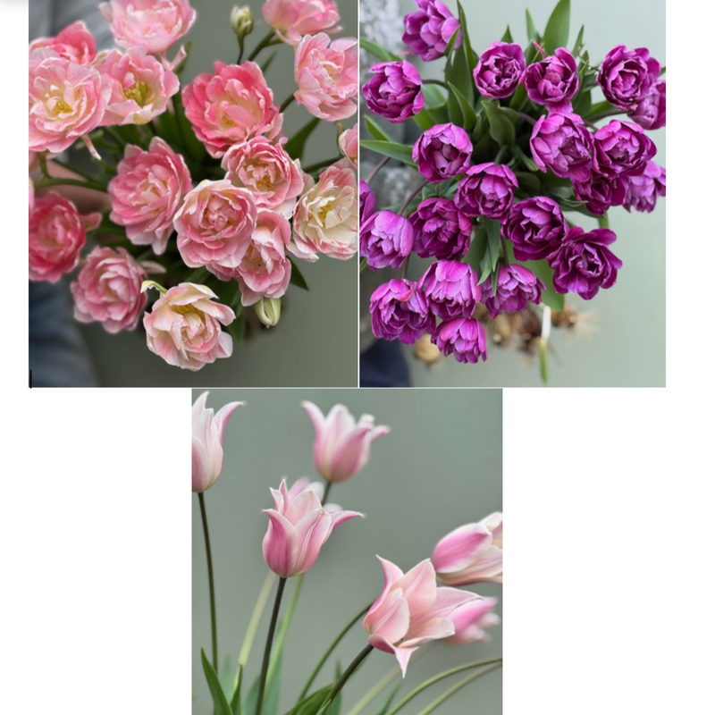 Tulipanløk Miks 15 stk - 'Petal Power'