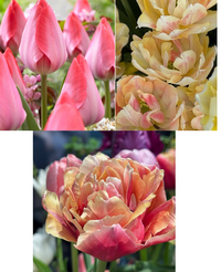 Tulipanløk Miks 15 stk - 'First Sign'