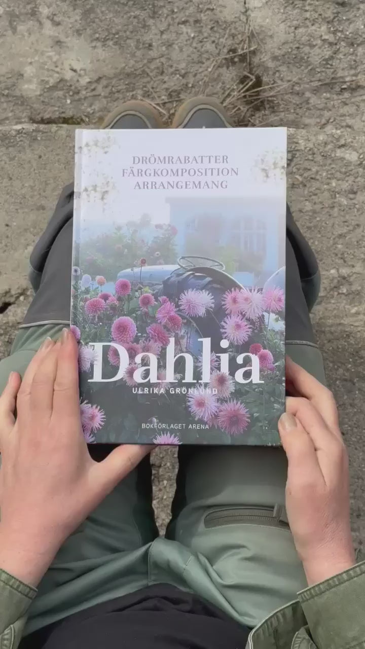 Dahlia - Ulrika Grönlund