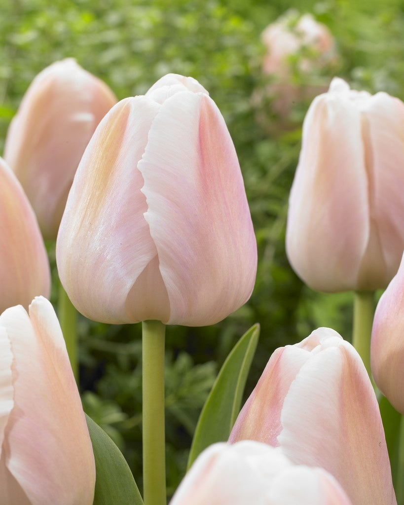 Tulipanløk Miks 15 stk - 'Perfection'